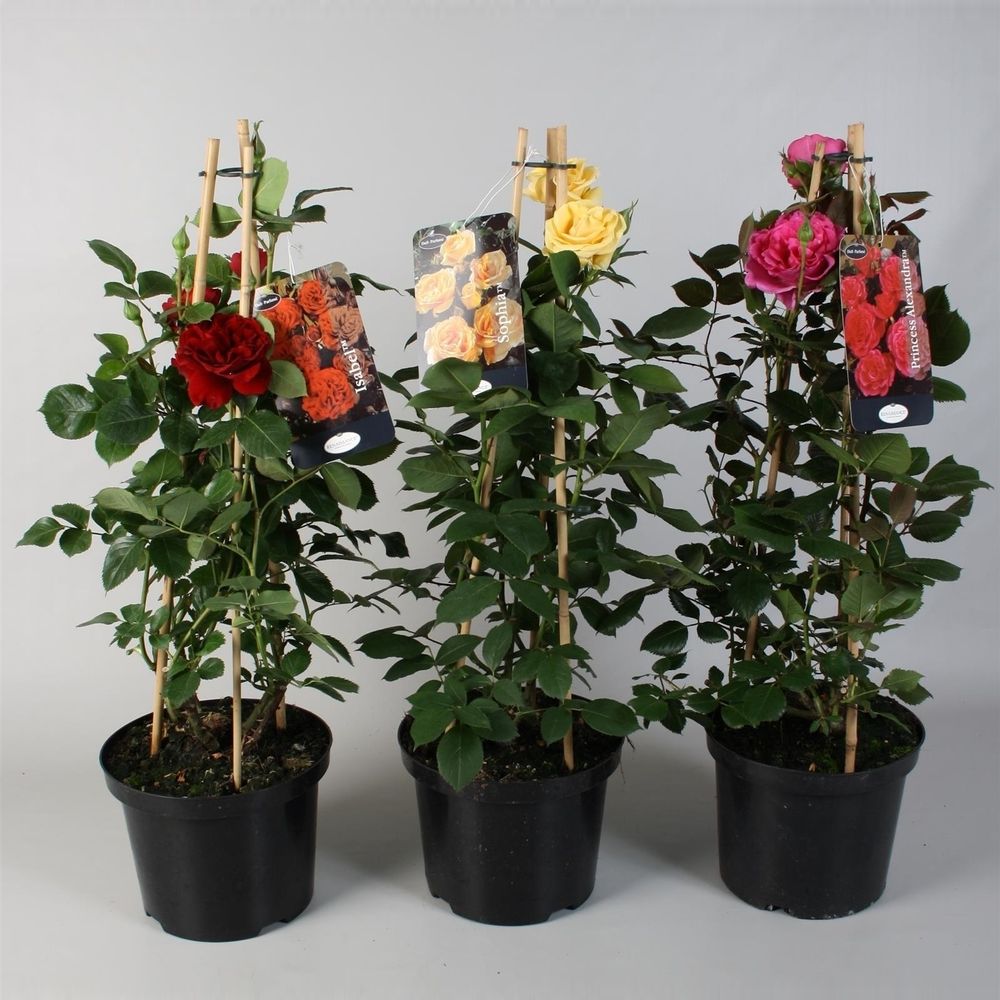 Rosa Piramide mix 23 H65