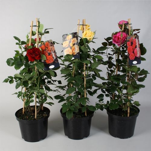 Rosa Piramide mix 23 H65