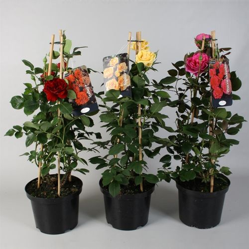 Rosa Piramide mix 23 H65