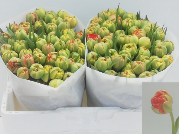 Tulpe rot Gudoshnik 32 Gramm