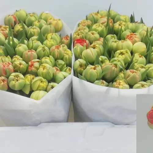 Tulpe rot Gudoshnik 32 Gramm