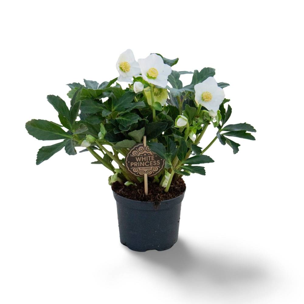 Helleborus Princess weiss XL T17 H035