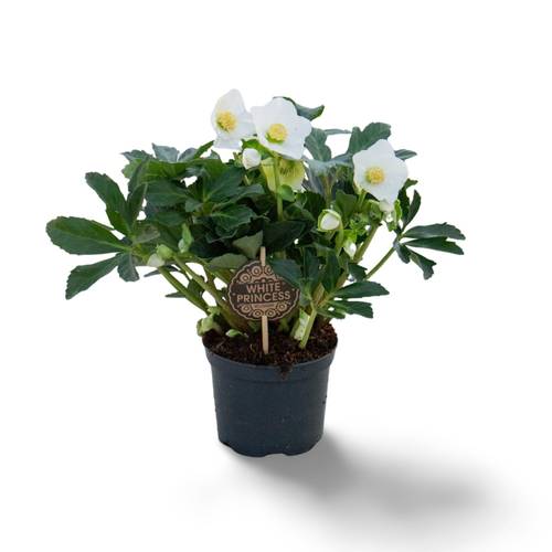 Helleborus Princess weiss XL T17 H035