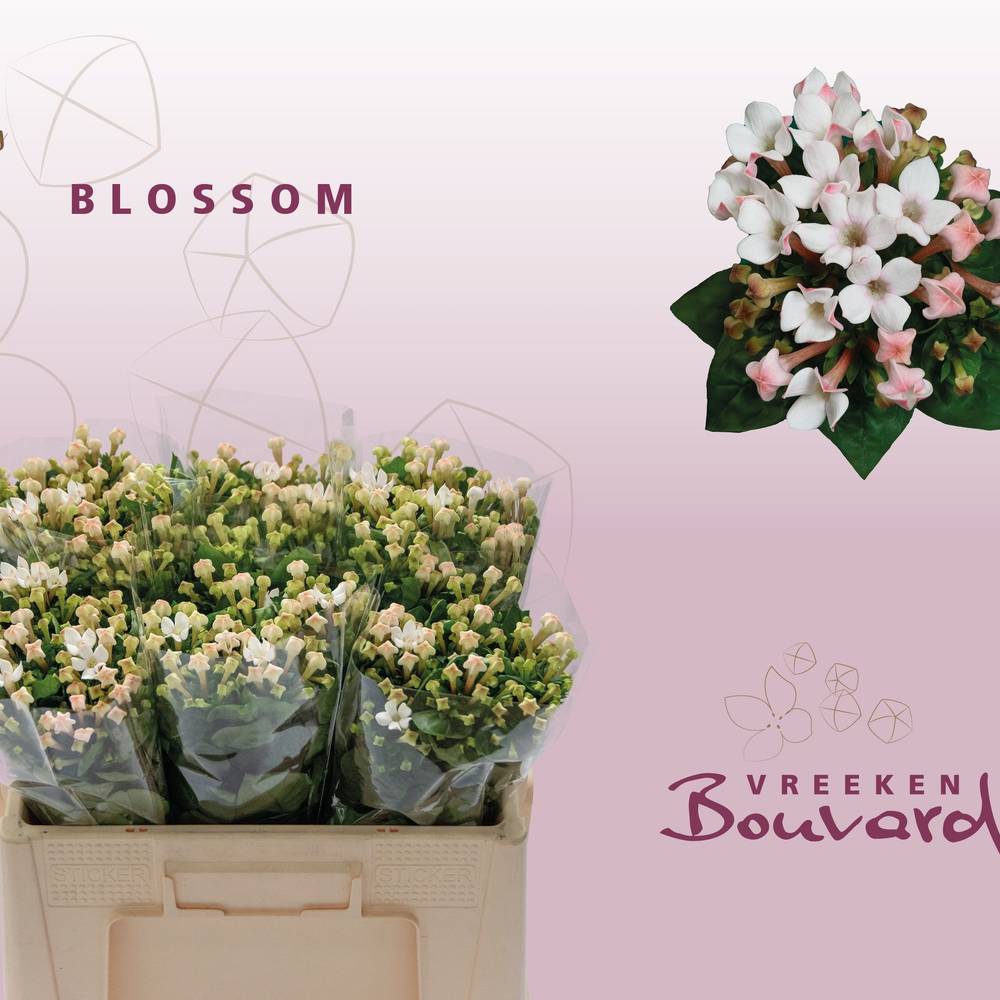 Bouvardie hell rosa Blossom 50cm