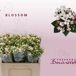 Bouvardie hell rosa Blossom 50cm