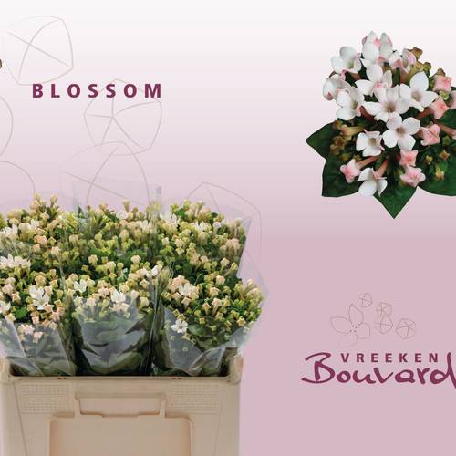 Bouvardie hell rosa Blossom 50cm