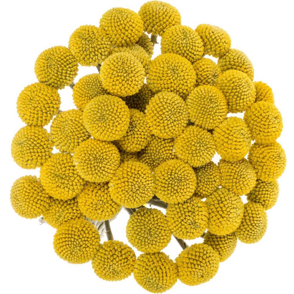 Craspedia gelb Paintball Pop 35 Gramm 90cm