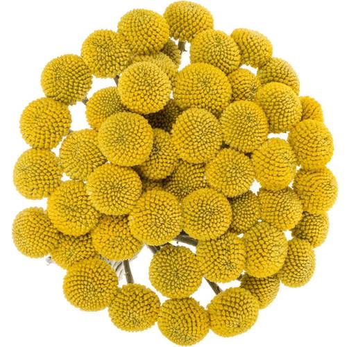 Craspedia gelb Paintball Pop 35 Gramm 90cm