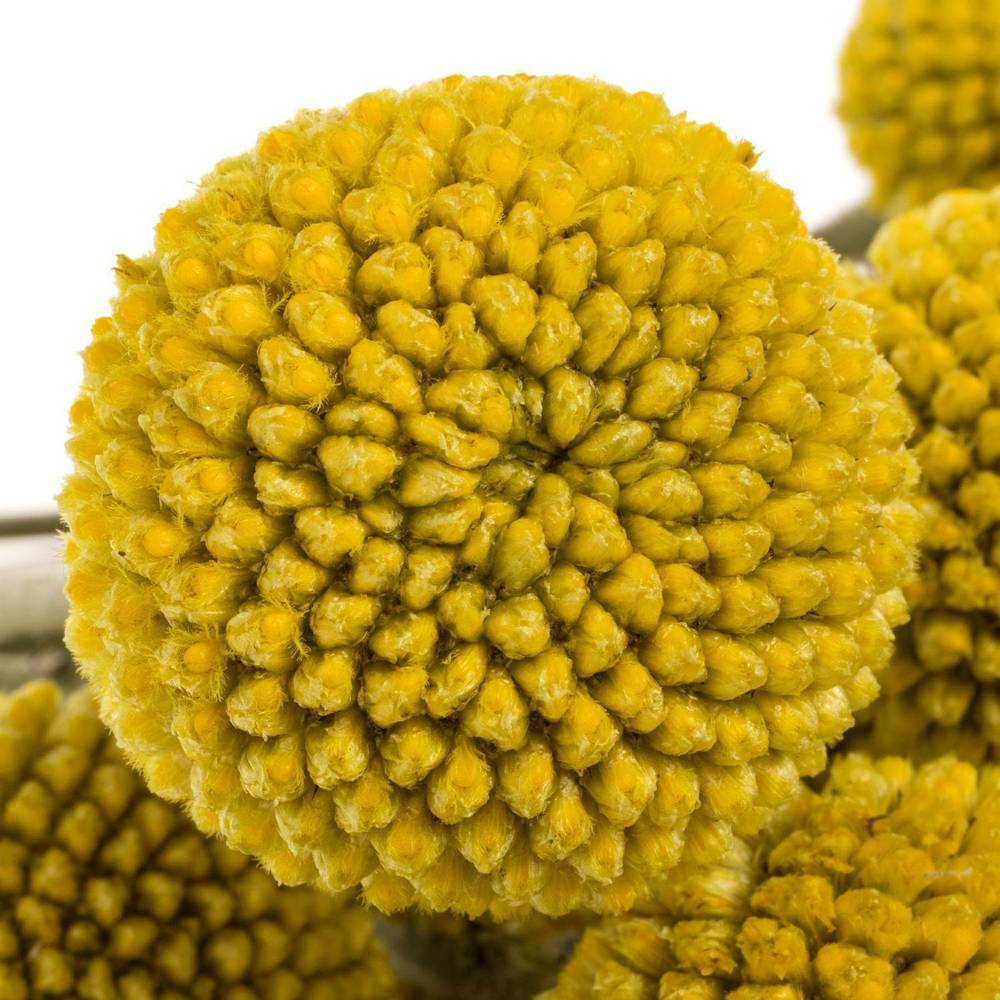 Craspedia gelb Paintball Pop 35 Gramm 90cm