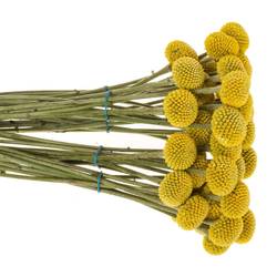 Craspedia gelb Paintball Pop 35 Gramm 90cm