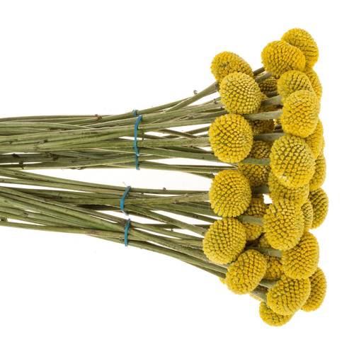 Craspedia gelb Paintball Pop 35 Gramm 90cm