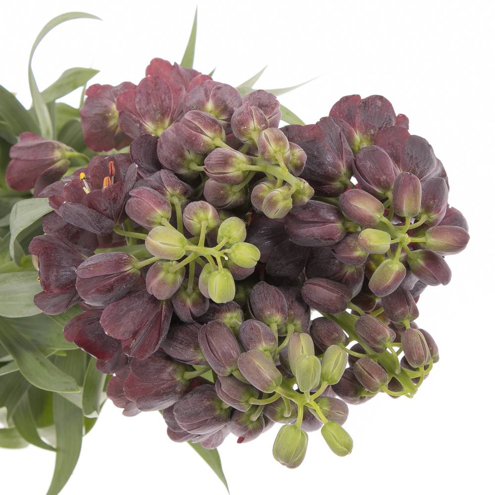 Fritilaria lila persica 75cm