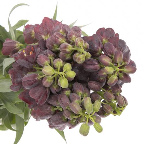 Fritilaria lila persica 75cm