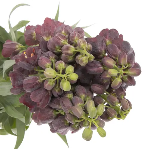 Fritilaria lila persica 75cm