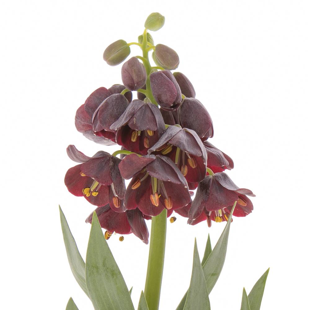 Fritilaria lila persica 75cm