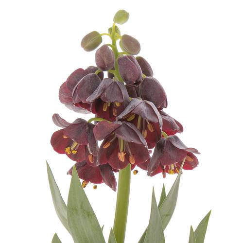 Fritilaria lila persica 75cm