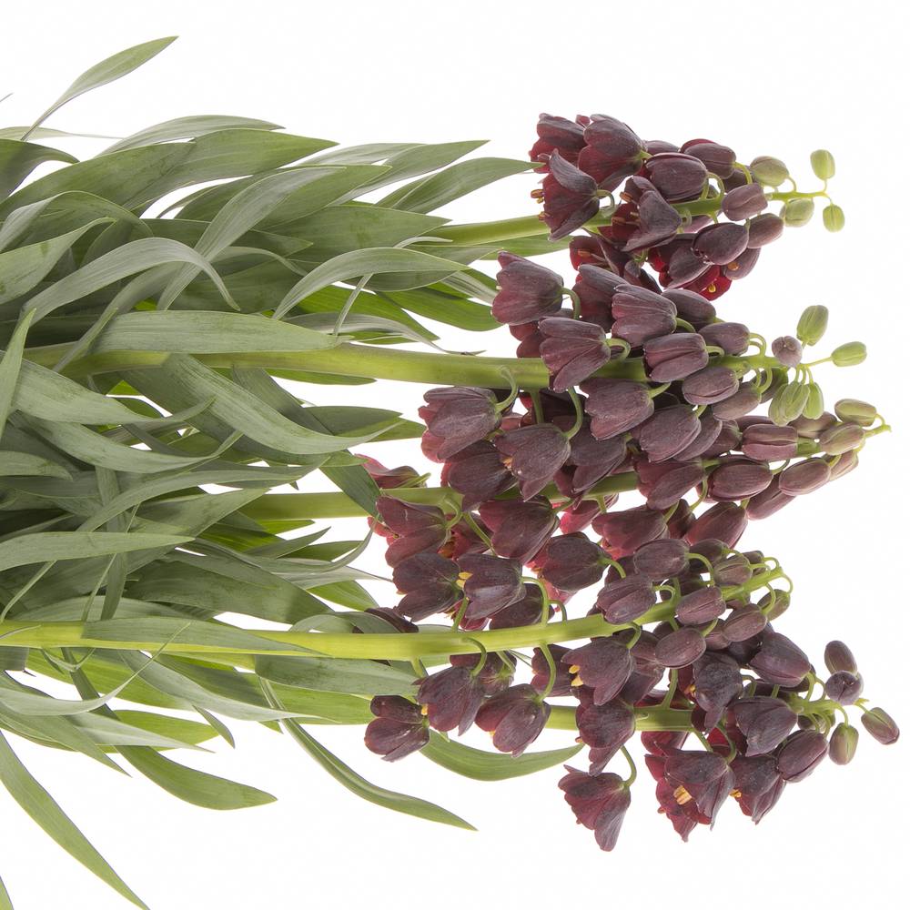 Fritilaria lila persica 75cm