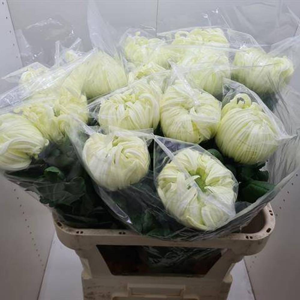 Chrys.Deko weiss Vienna White 180Gramm 80cm