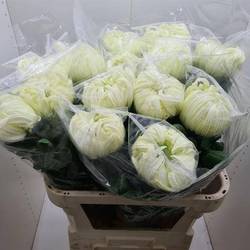 Chrys.Deko weiss Vienna White 180Gramm 80cm