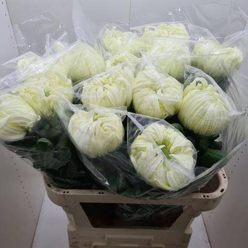 Chrys.Deko weiss Vienna White 180Gramm 80cm