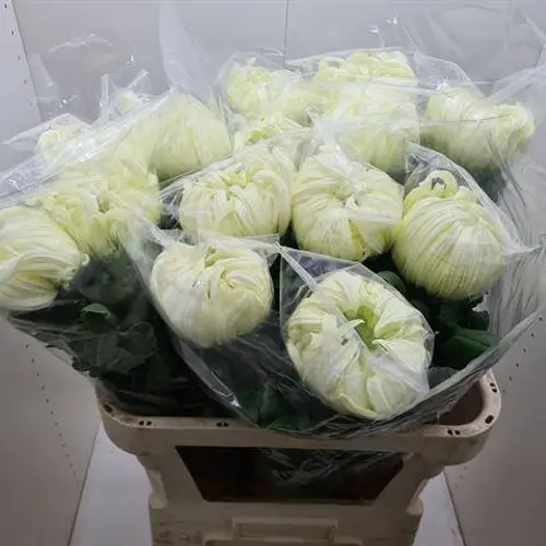 Chrys.Deko weiss Vienna White 180Gramm 80cm