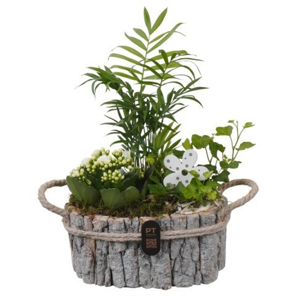 Chamaed.Arr PTIB5258 T23 H035