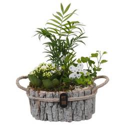 Chamaed.Arr PTIB5258 T23 H035