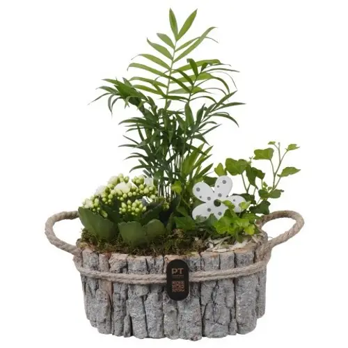 Chamaed.Arr PTIB5258 T23 H035