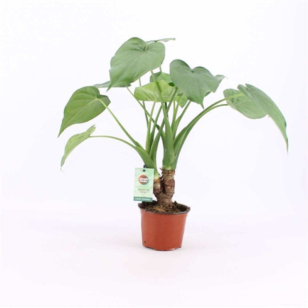 Alocasia Cul Stamm T12 H50