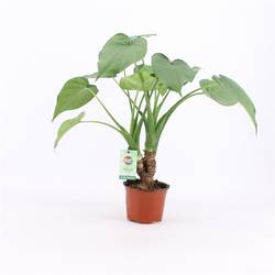 Alocasia Cul Stamm T12 H50