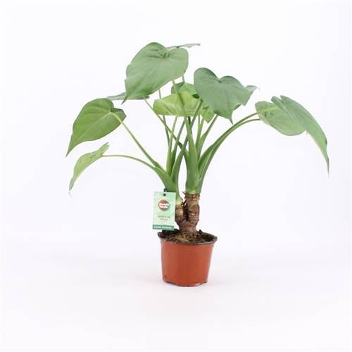 Alocasia Cul Stamm T12 H50