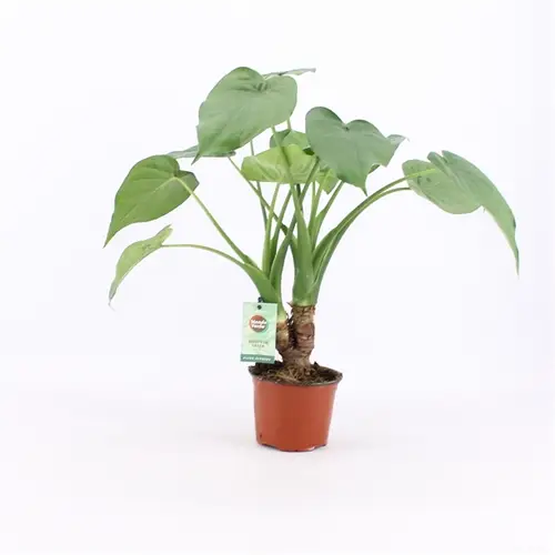 Alocasia Cul Stamm T12 H50