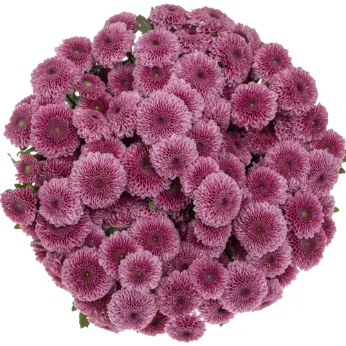 Santini rosa-lila Santini YummY 1200 Gramm 55 cm