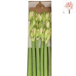 Amaryllis Krt.lachs Darling X10