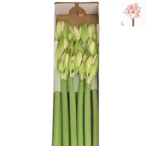 Amaryllis Krt.lachs Darling X10