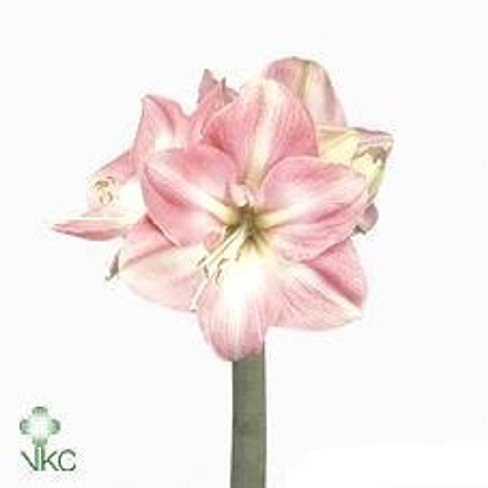 Amaryllis Krt.lachs Darling X10