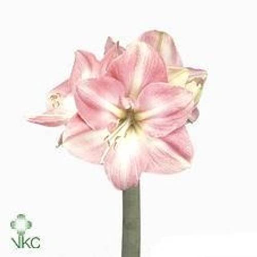 Amaryllis Krt.lachs Darling X10