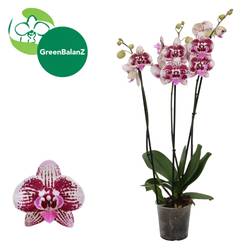 Phal.2-R lila/weiss Novelty 13 T12 H055