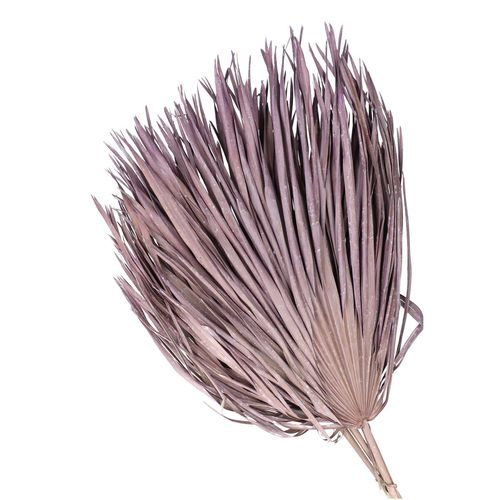 Trocken Chamaerops Violett L70cm x10