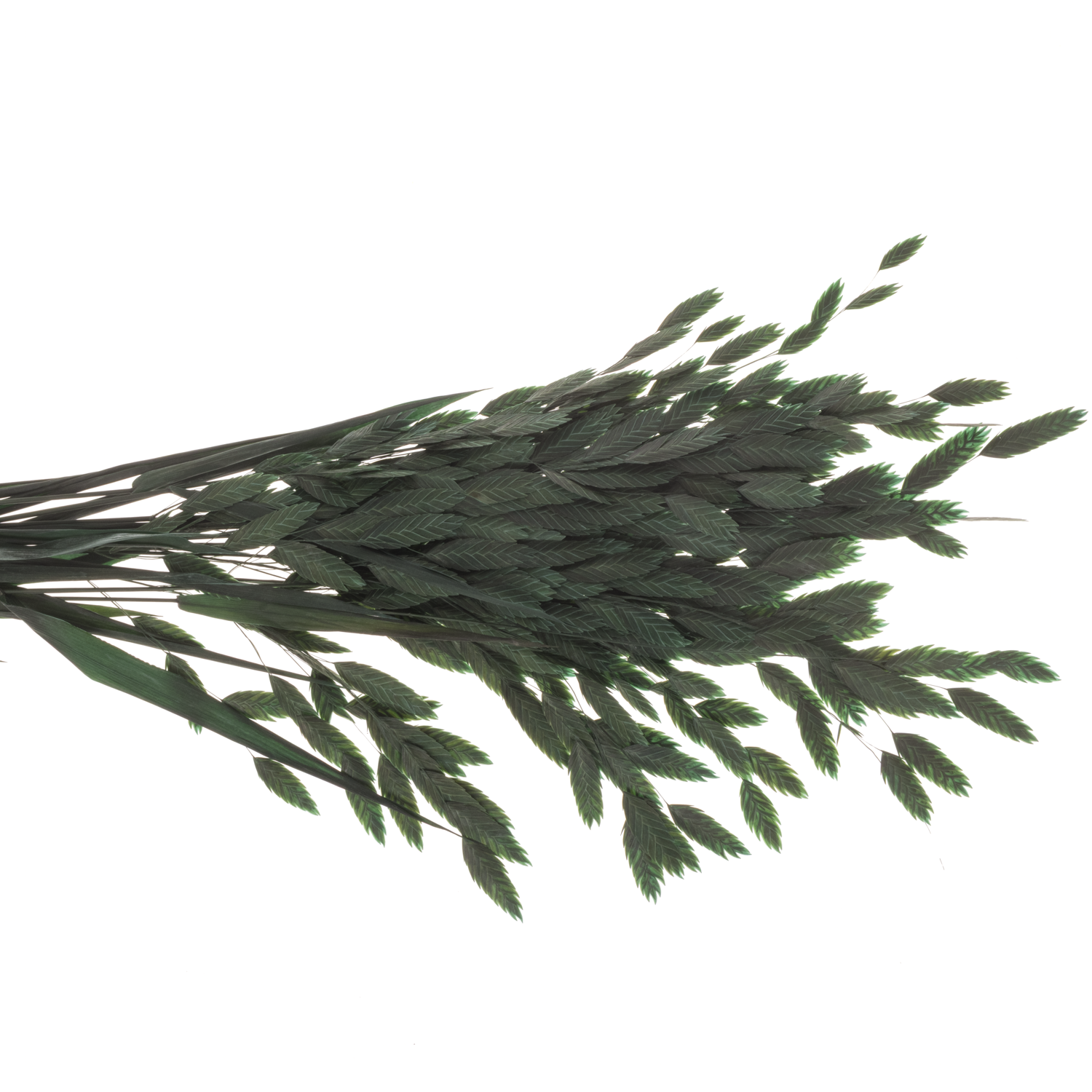 Präparierte Chasmanthium grün 80 Gramm 70cm