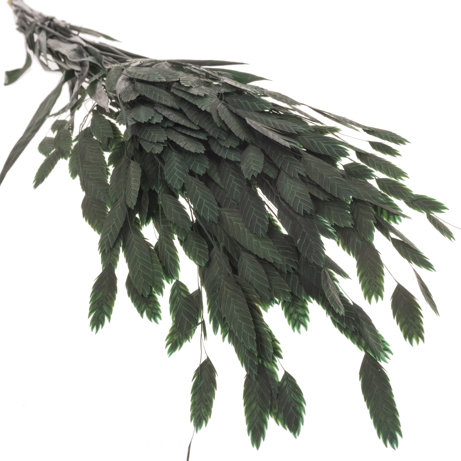 Präparierte Chasmanthium grün 80 Gramm 70cm