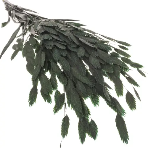 Präparierte Chasmanthium grün 80 Gramm 70cm