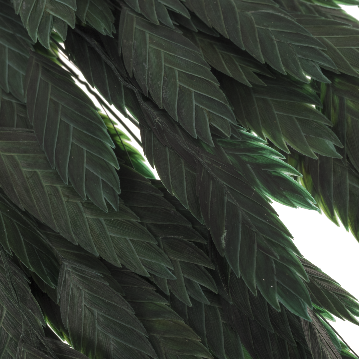 Präparierte Chasmanthium grün 80 Gramm 70cm