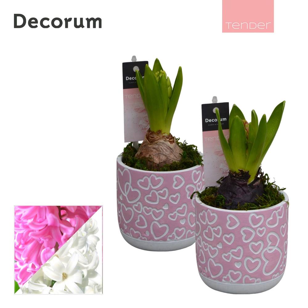 Hyazinthe 1er mix HL11504 T08 H017