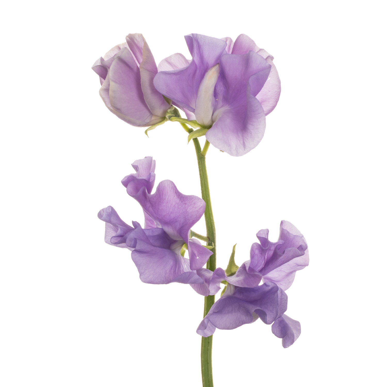 Wicken milka Mid Blue 40cm