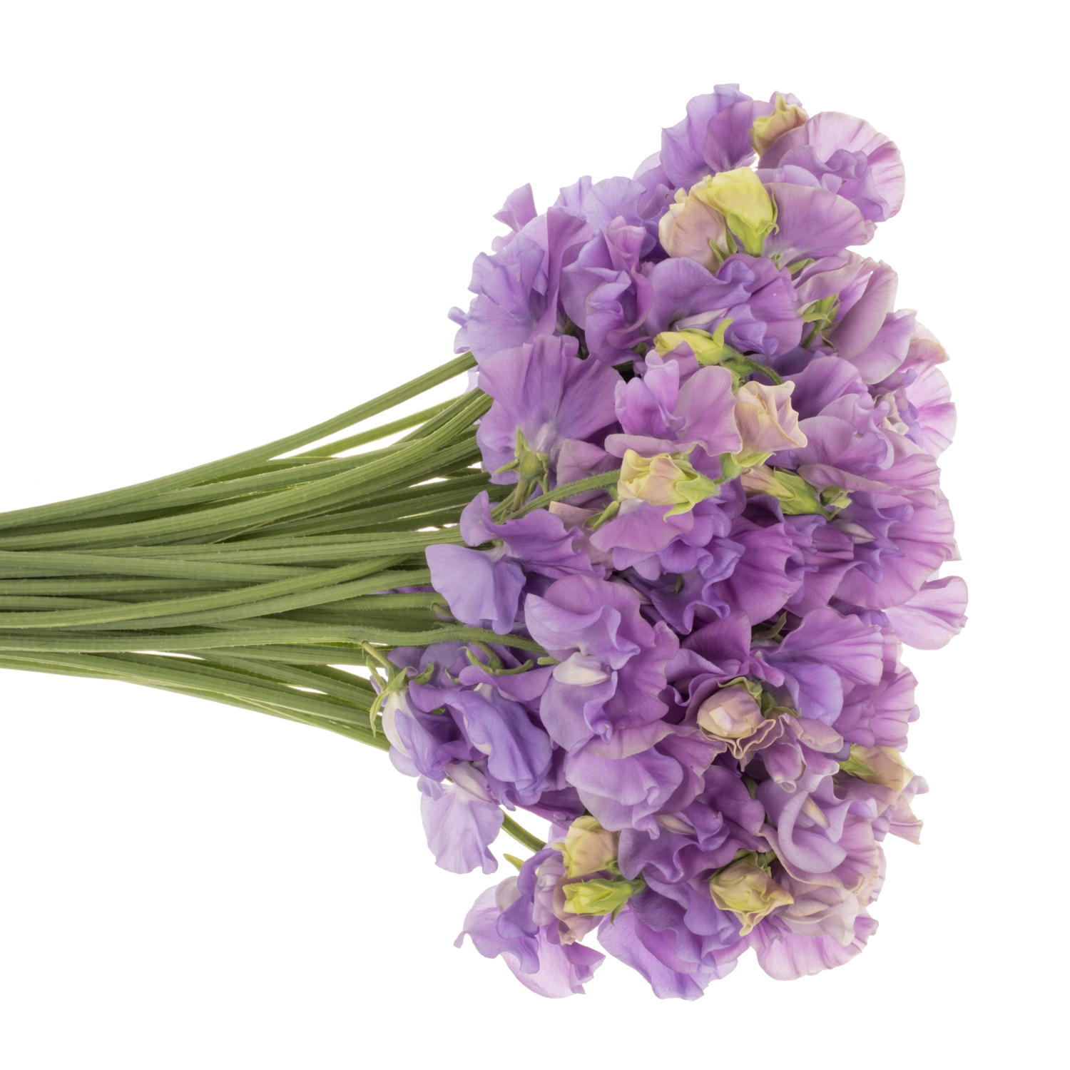 Wicken milka Mid Blue 40cm
