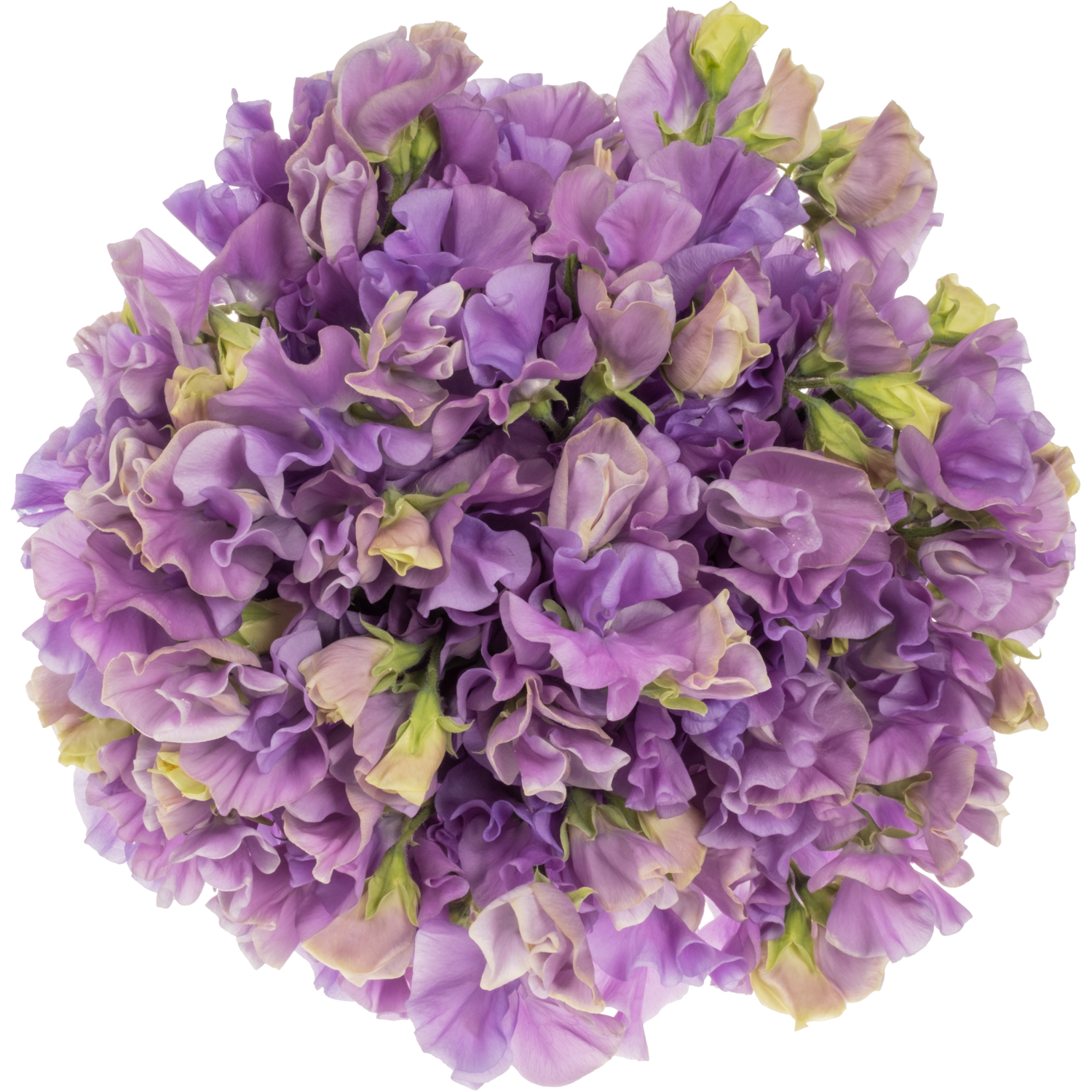 Wicken milka Mid Blue 40cm