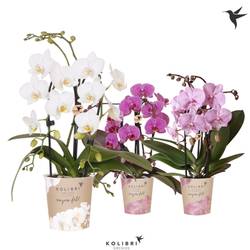 Phal.2-R mix Fountain T09 H40