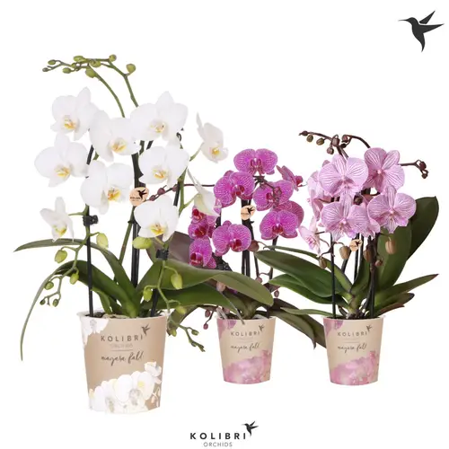 Phal.2-R mix Fountain T09 H40
