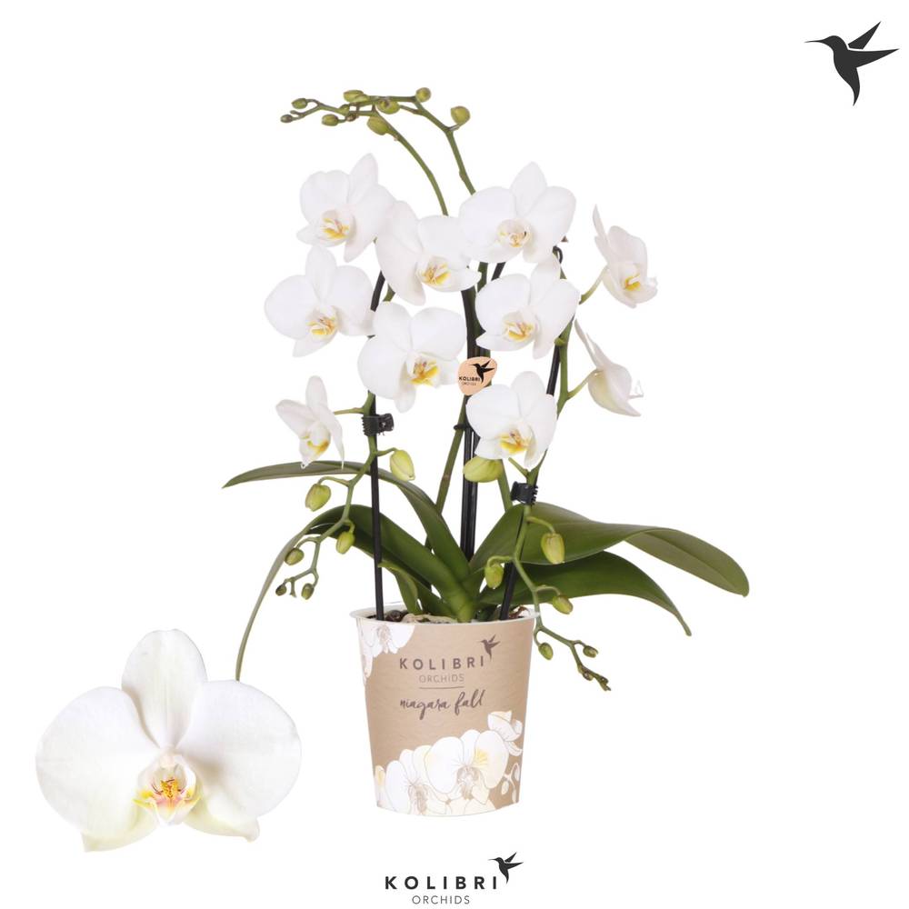 Phal.2-R weiss Fountain T09 H040